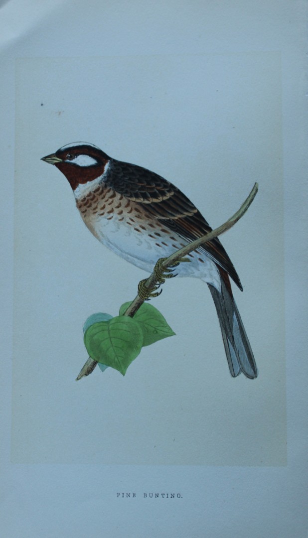 Charles Bree - Hand-coloured engraving of Pine Bunting 1866