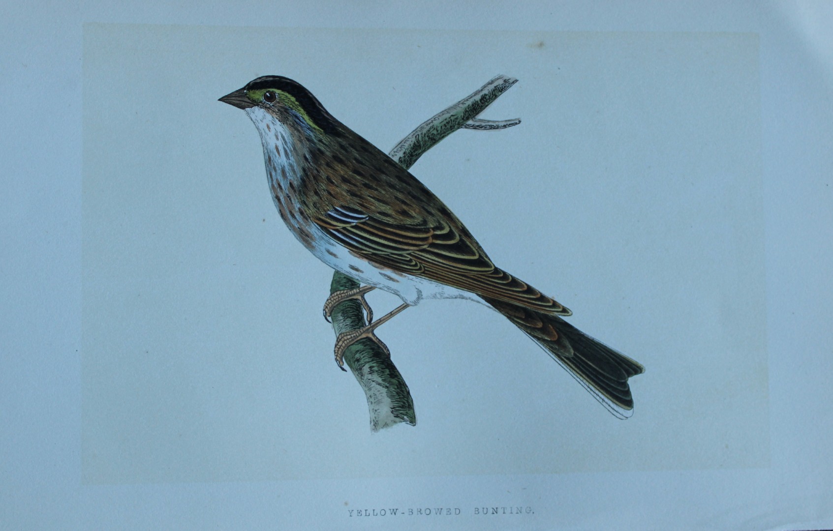 Charles Bree - Hand-coloured engraving of Yellow-browed Bunting 1866