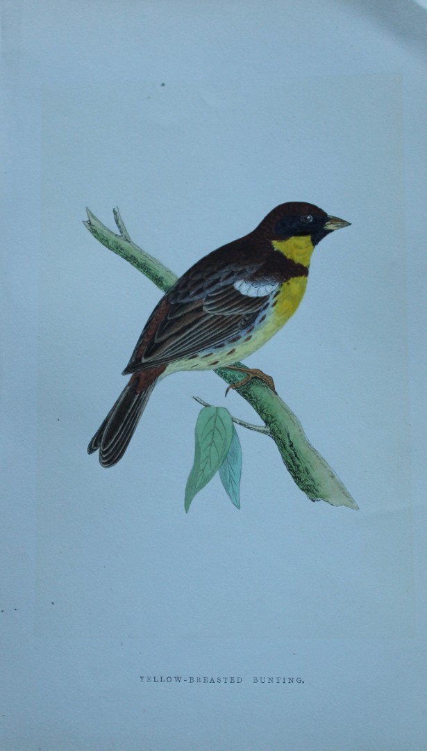 Charles Bree - Hand-coloured engraving of Yellow-breasted Bunting 1866