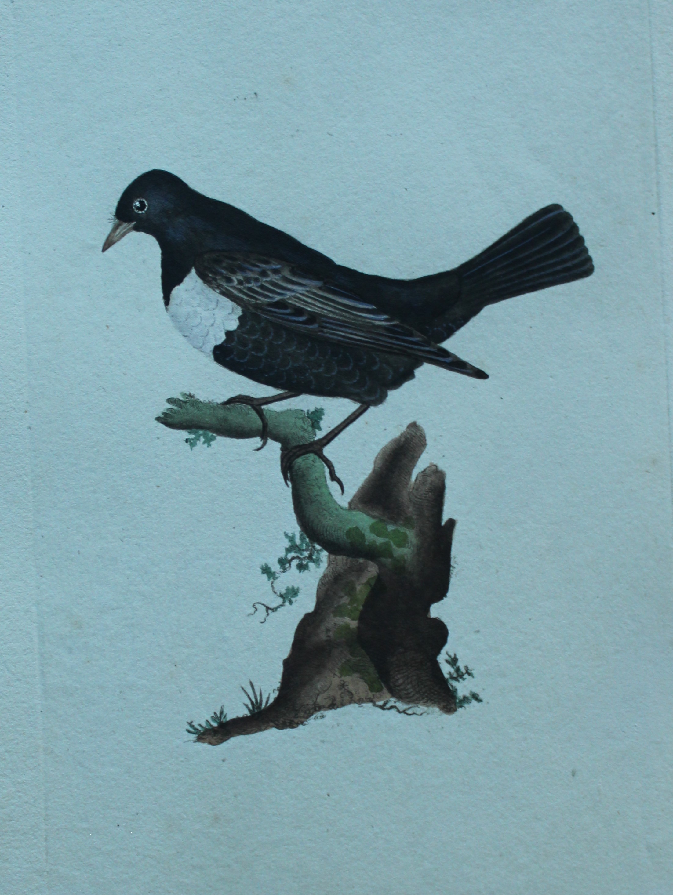 Edward Donovan - Hand-coloured engraving of Ring Ouzel 1794
