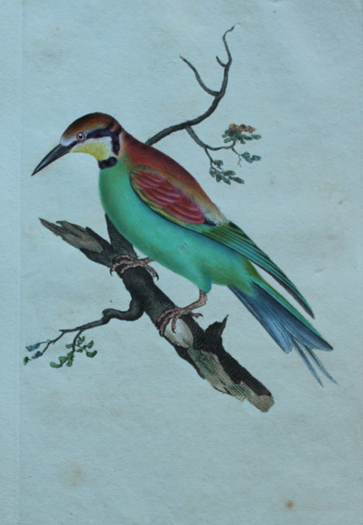 Edward Donovan - Hand-coloured engraving of Common Bee-eater 1794