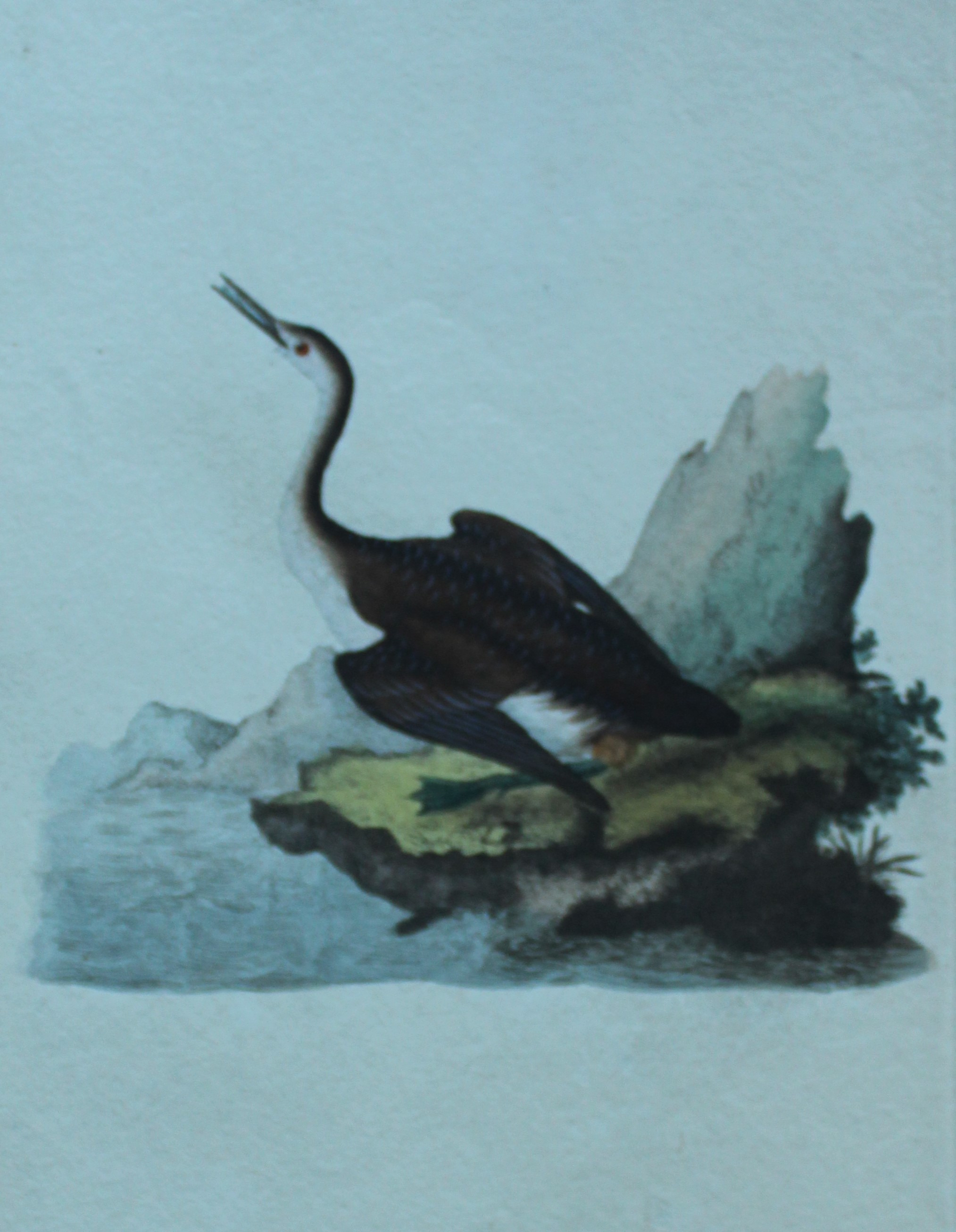 Edward Donovan - Hand-coloured engraving of Imber Diver or Common Loon 1794