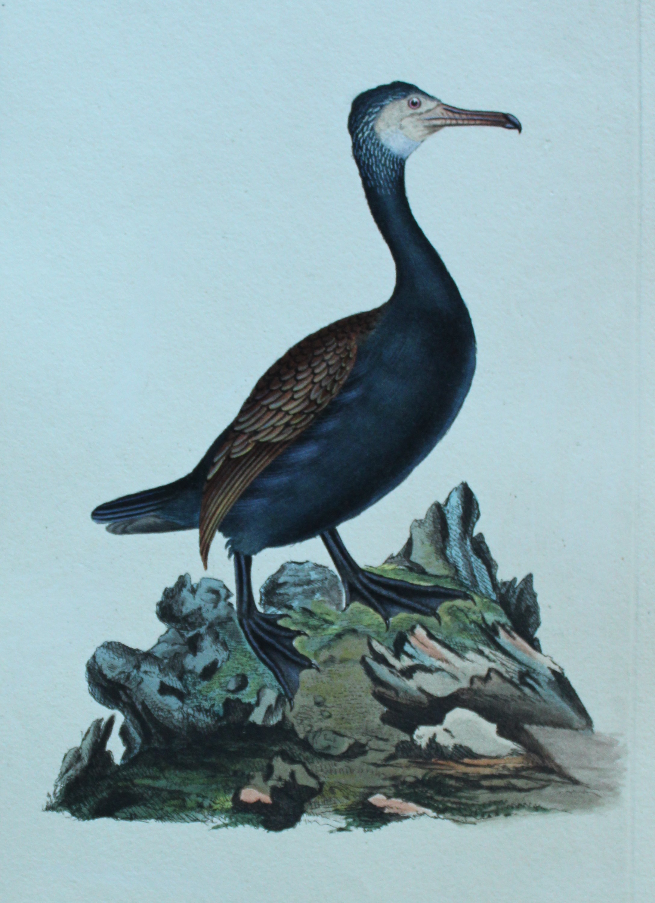 Edward Donovan - Hand-coloured engraving of Cormorant 1794