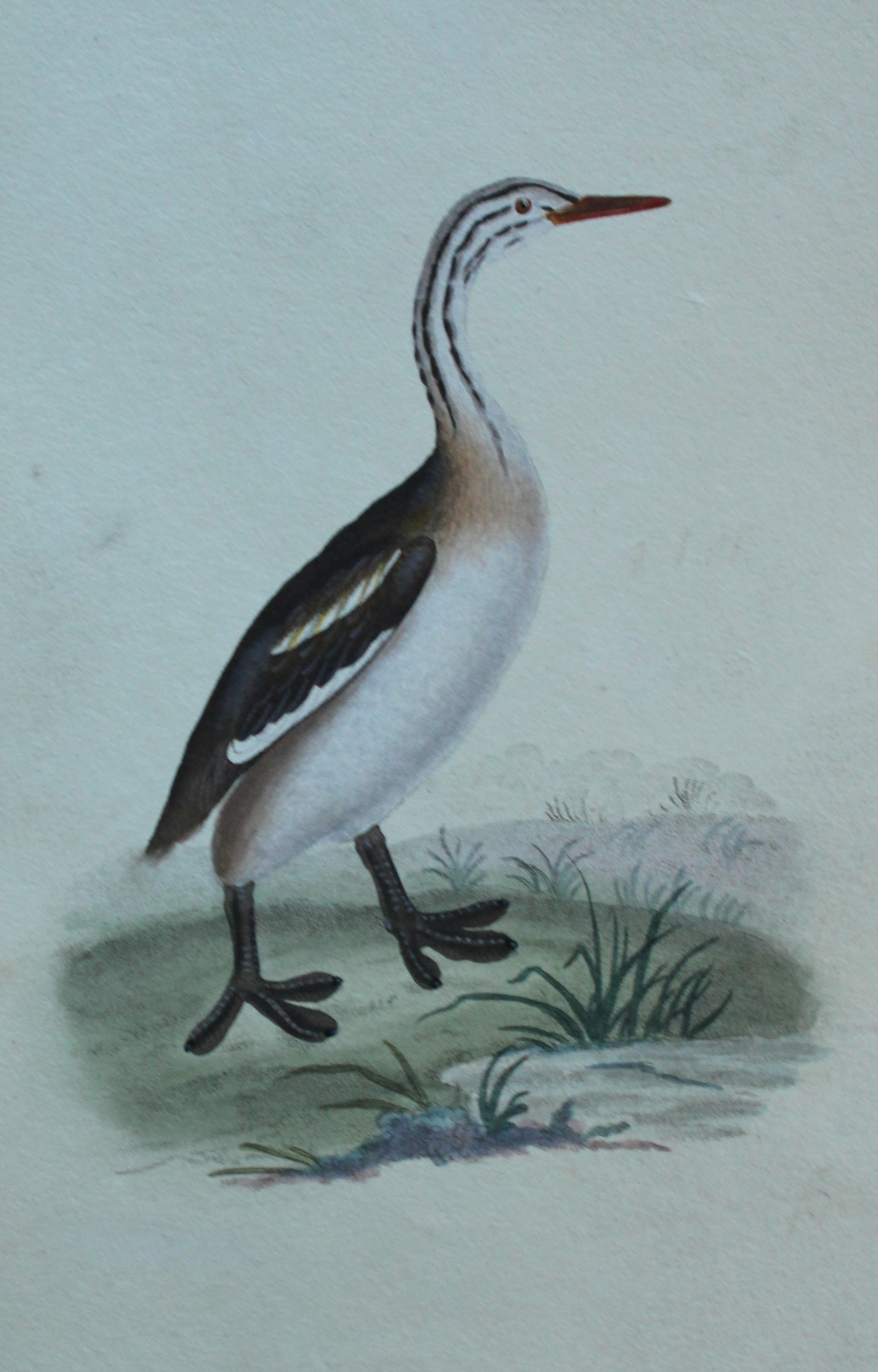 Edward Donovan - Hand-coloured engraving of Crested Grebe, young 1794