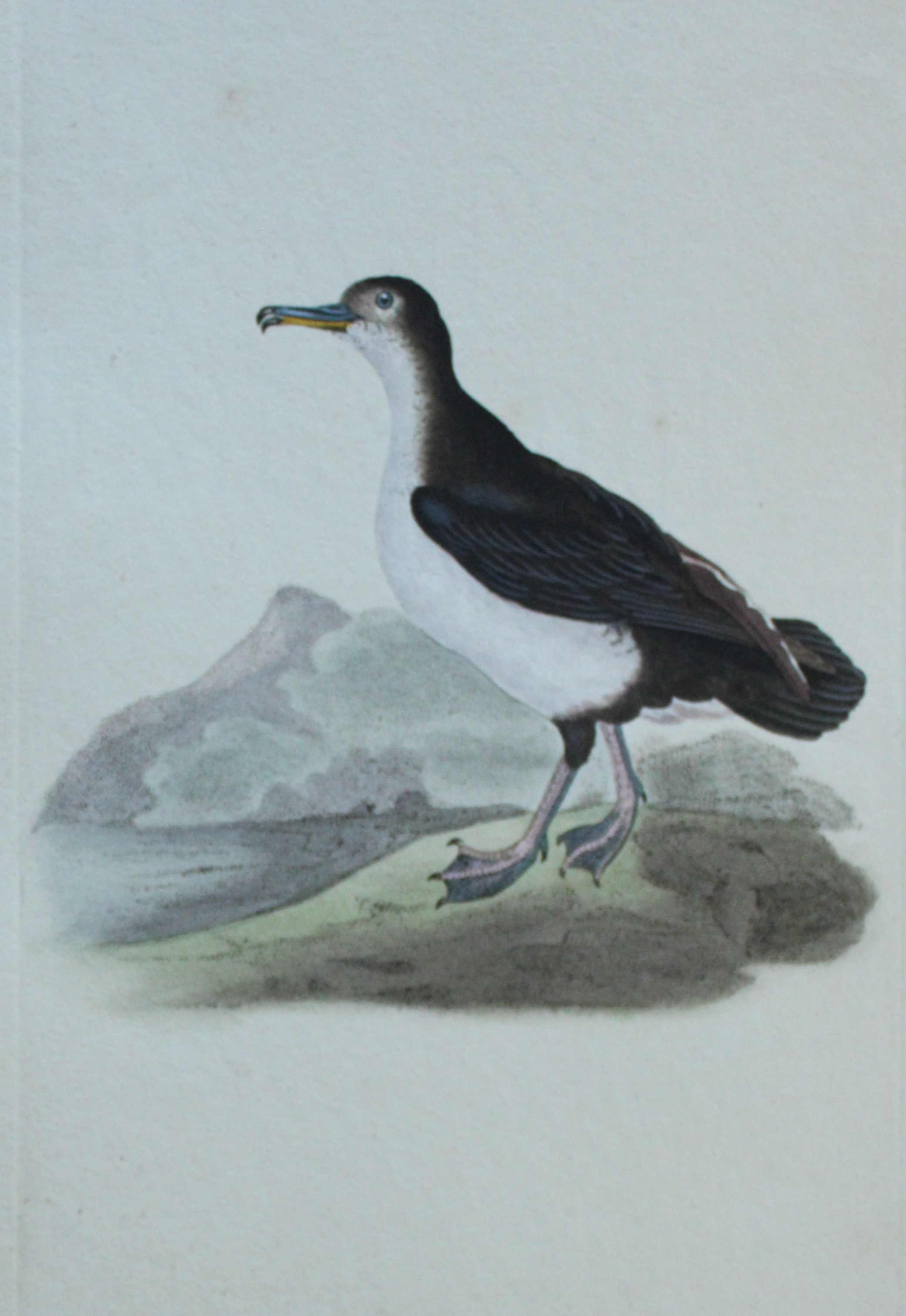Edward Donovan - Hand-coloured engraving of Shearwater Petrel 1794