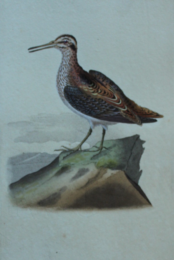 Edward Donovan - Hand-coloured engraving of Jack Snipe 1794