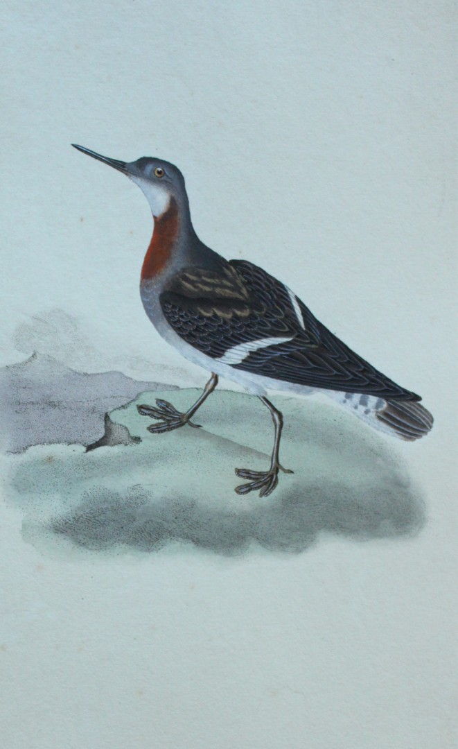 Edward Donovan - Hand-coloured engraving of Grey Phalarope 1794