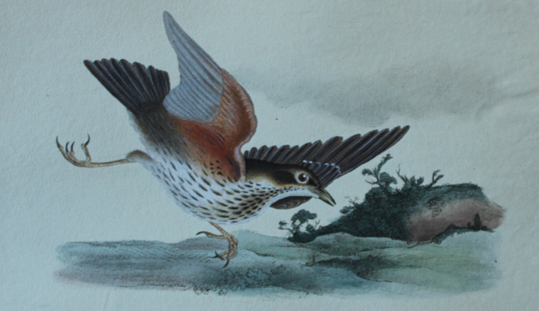 Edward Donovan - Hand-coloured engraving of Redwing 1794