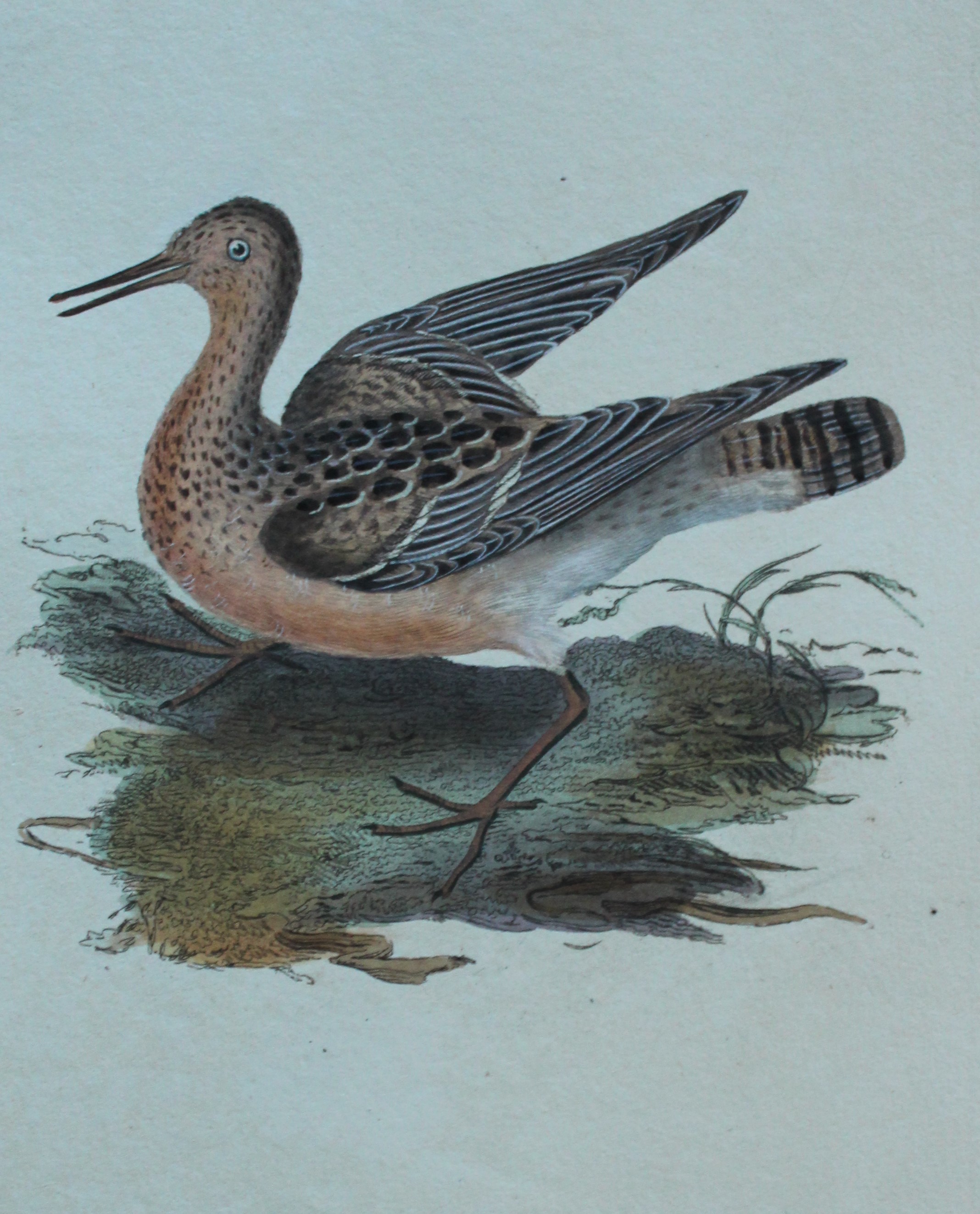 Edward Donovan - Hand-coloured engraving of Reeve or Ruff, female 1794