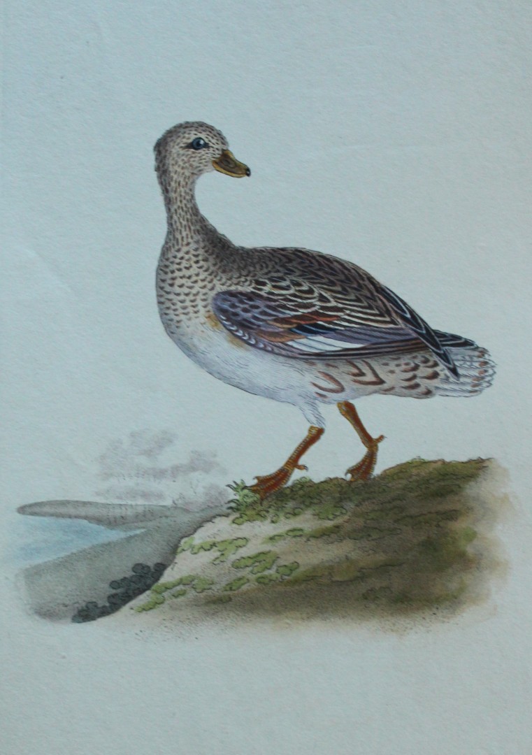 Edward Donovan - Hand-coloured engraving of Gadwall, female 1794
