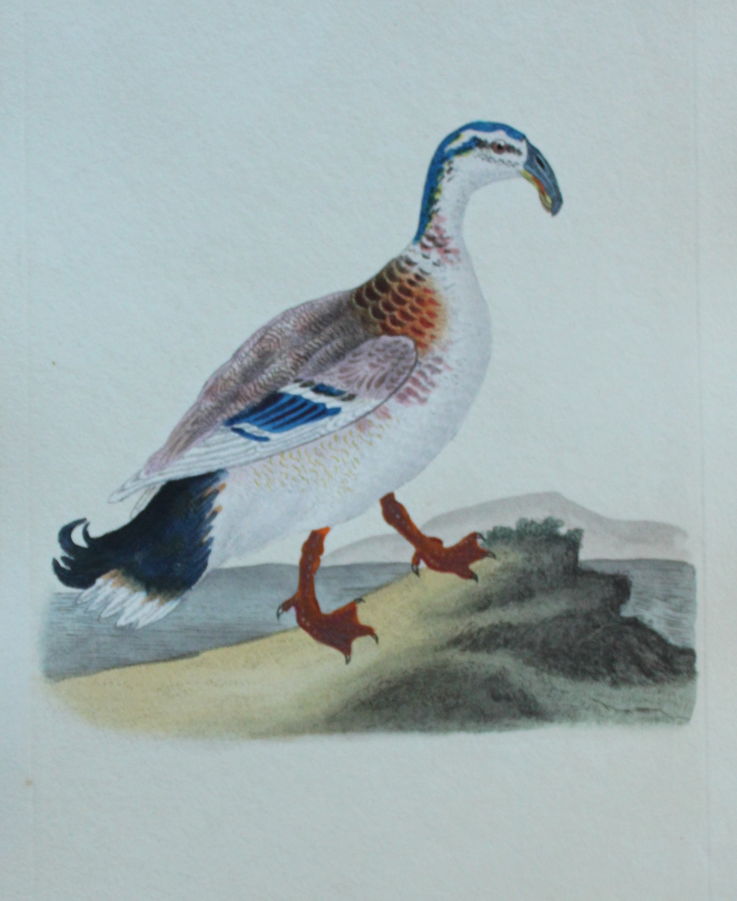 Edward Donovan - Hand-coloured engraving of Hook-billed Duck 1794