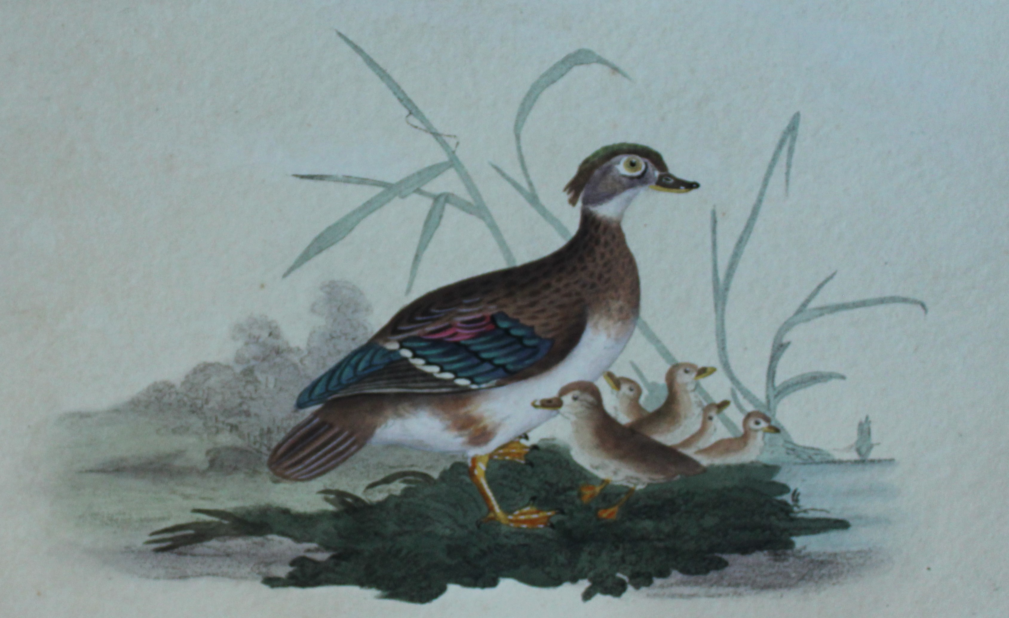 Edward Donovan - Hand-coloured engraving of Summer or Wood Duck, female 1794