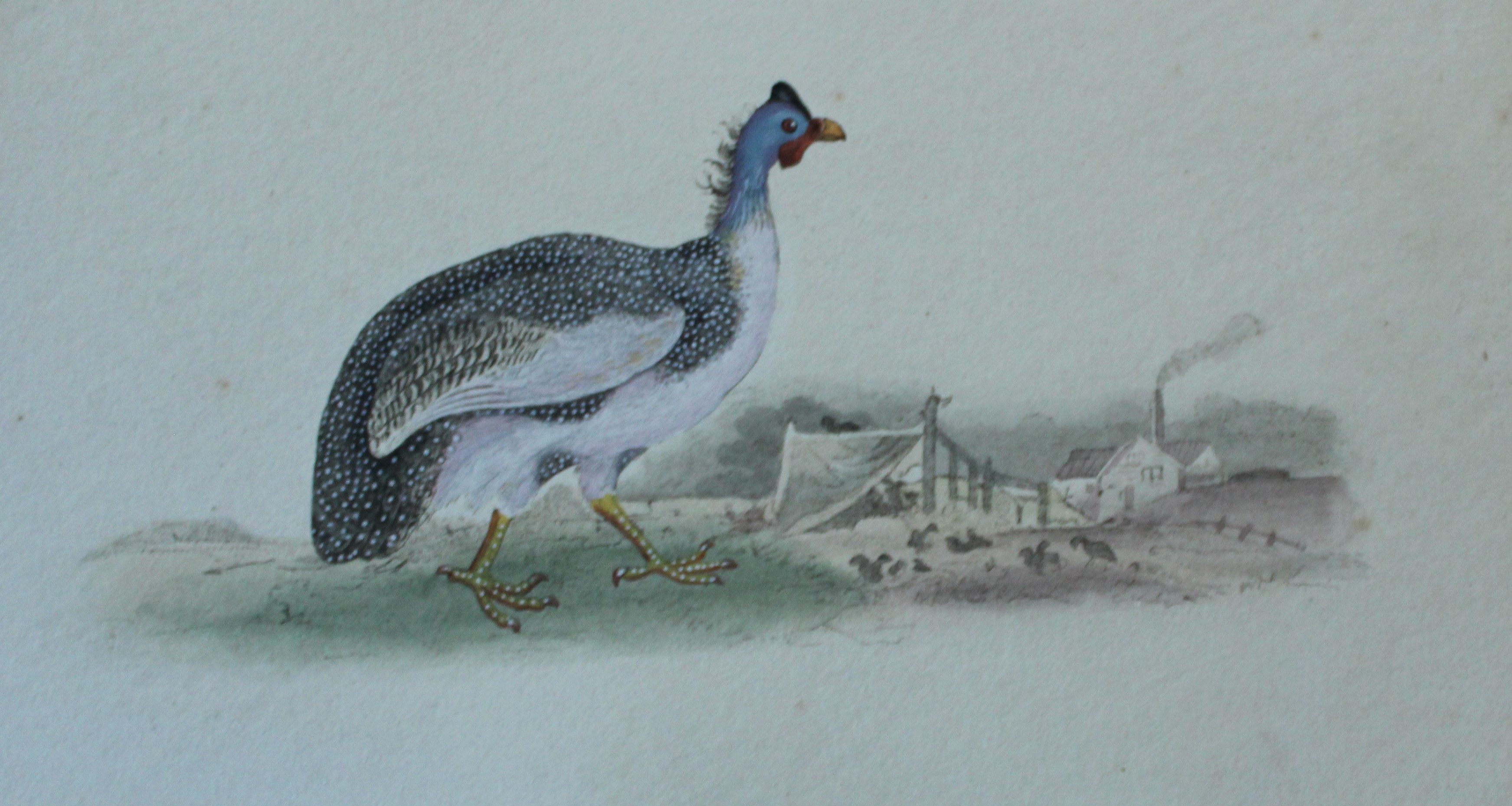 Edward Donovan - Hand-coloured engraving of Guinea Hen 1794