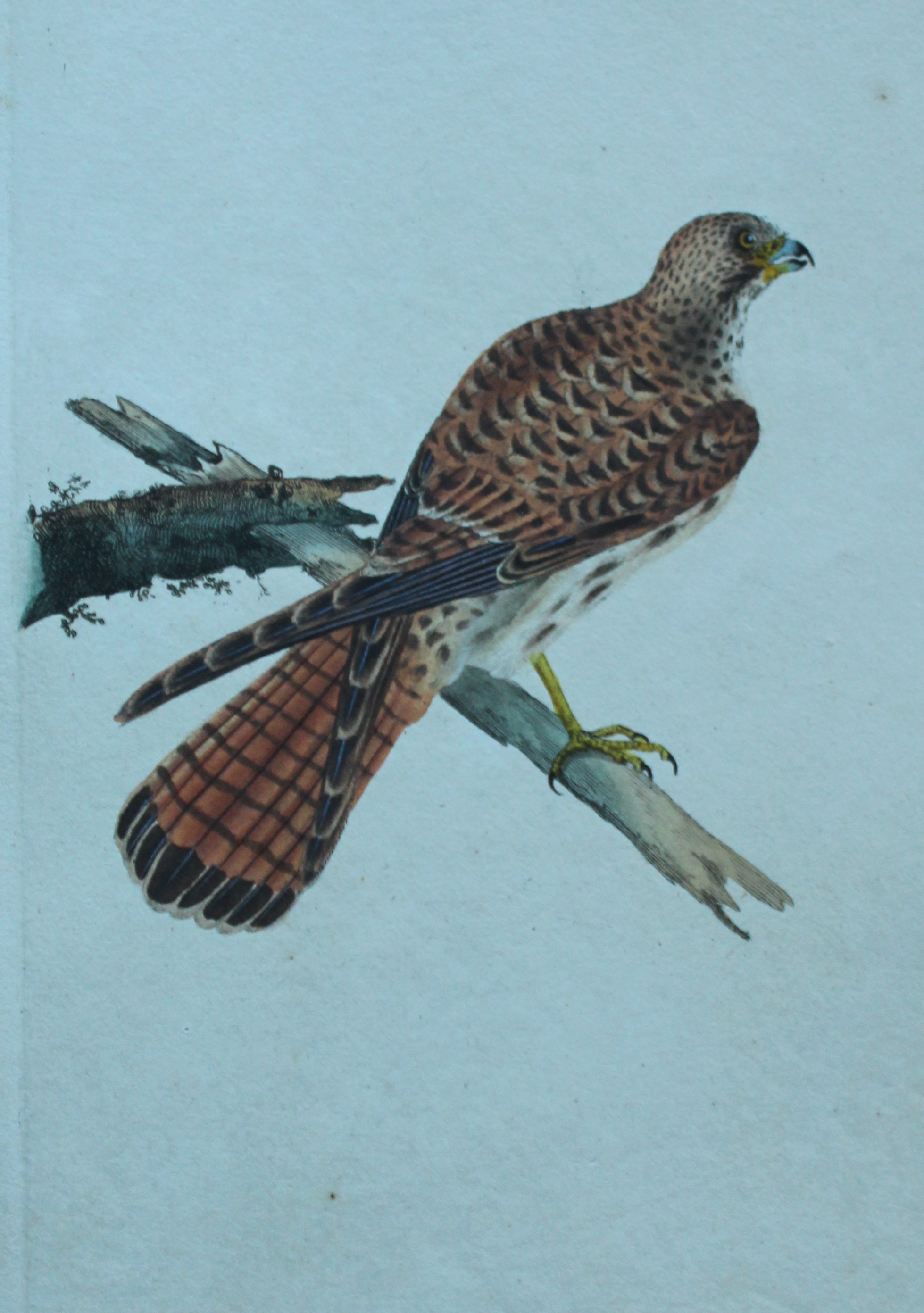 Edward Donovan - Hand-coloured engraving of Kestrel female 1794