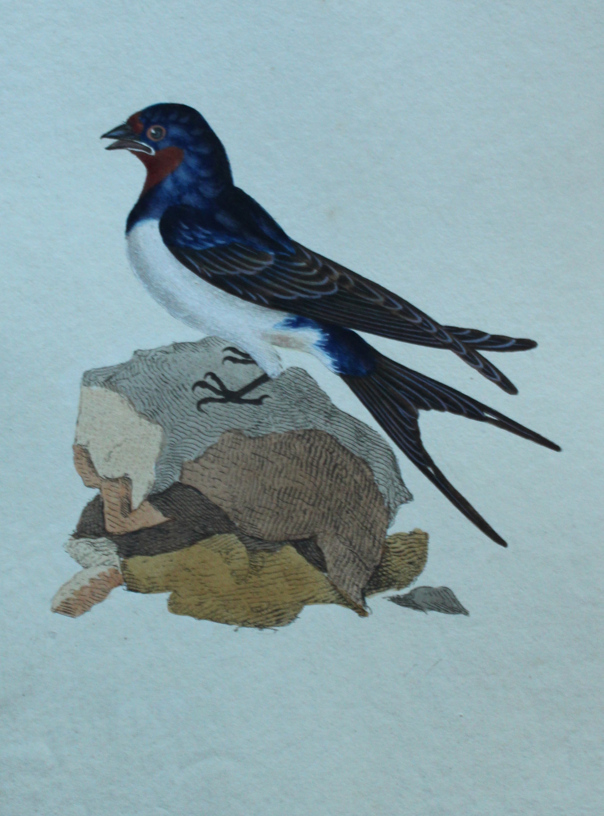 Edward Donovan - Hand-coloured engraving of Swallow 1794
