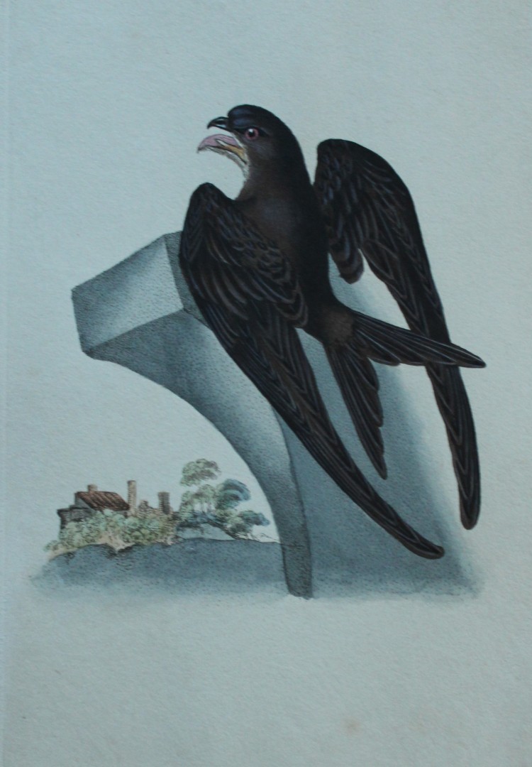 Edward Donovan - Hand-coloured engraving of Swift 1794