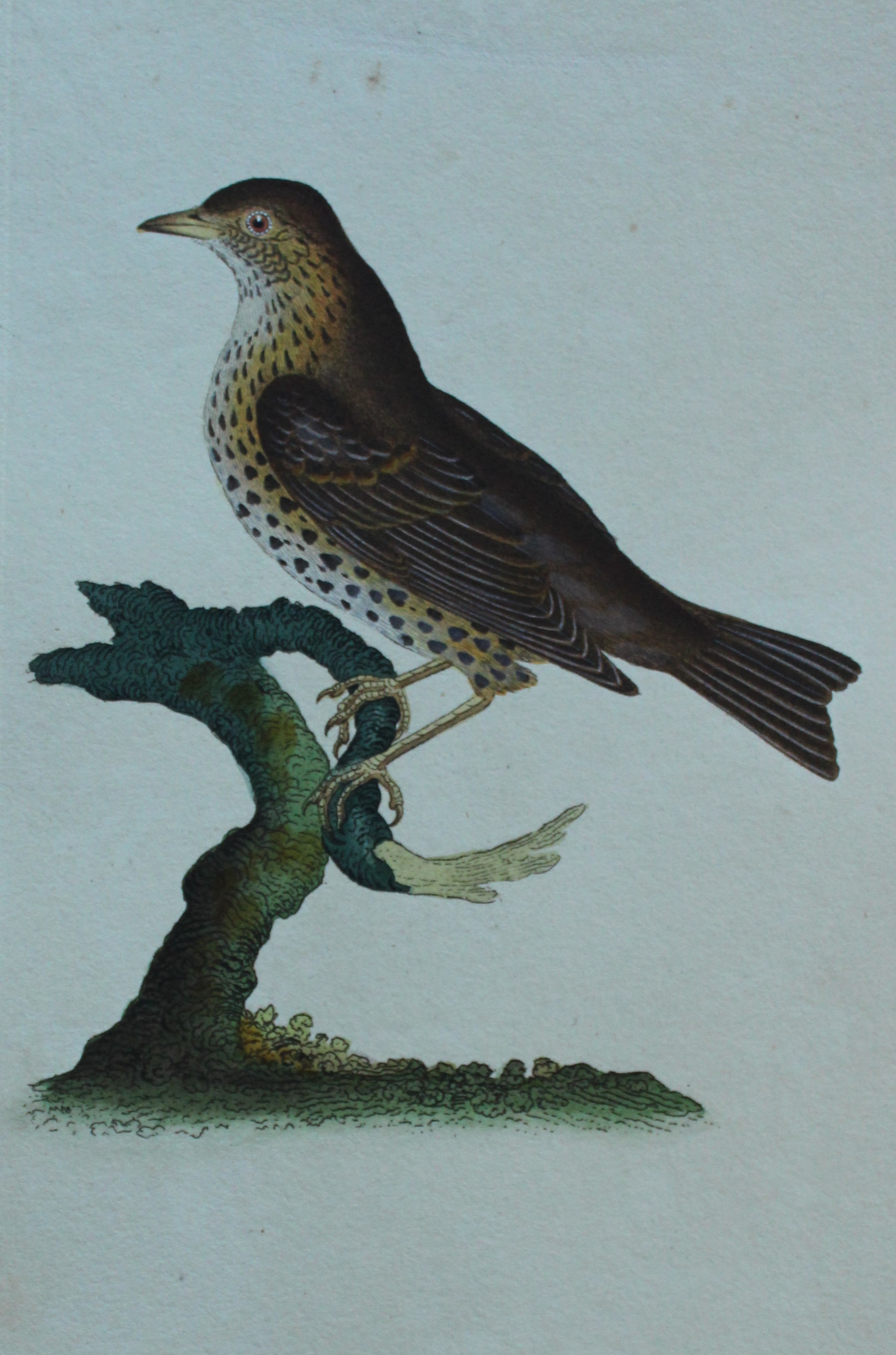 Edward Donovan - Hand-coloured engraving of Song Thrush 1794