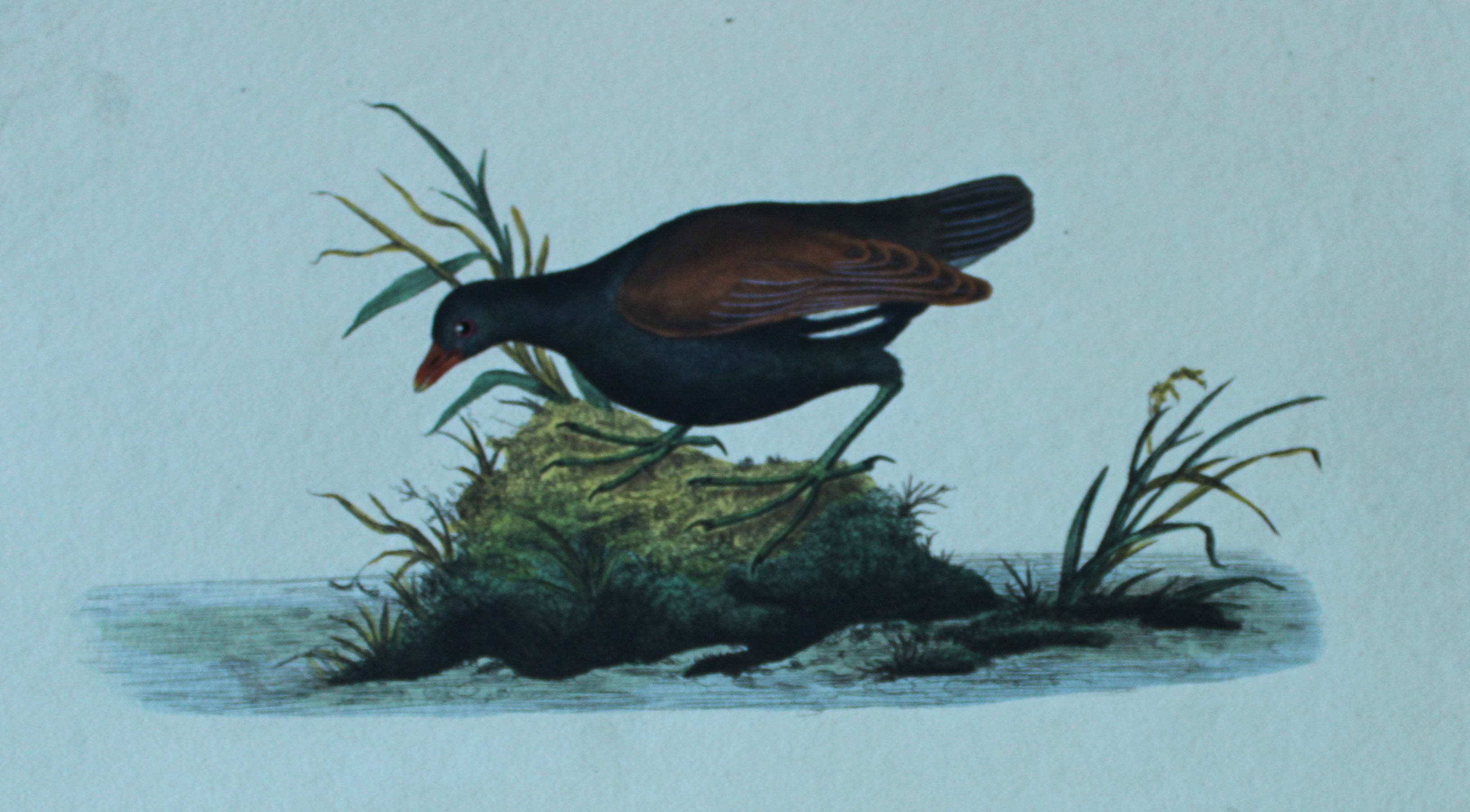 Edward Donovan - Hand-coloured engraving of Common Moorhen or Gallinule 1794