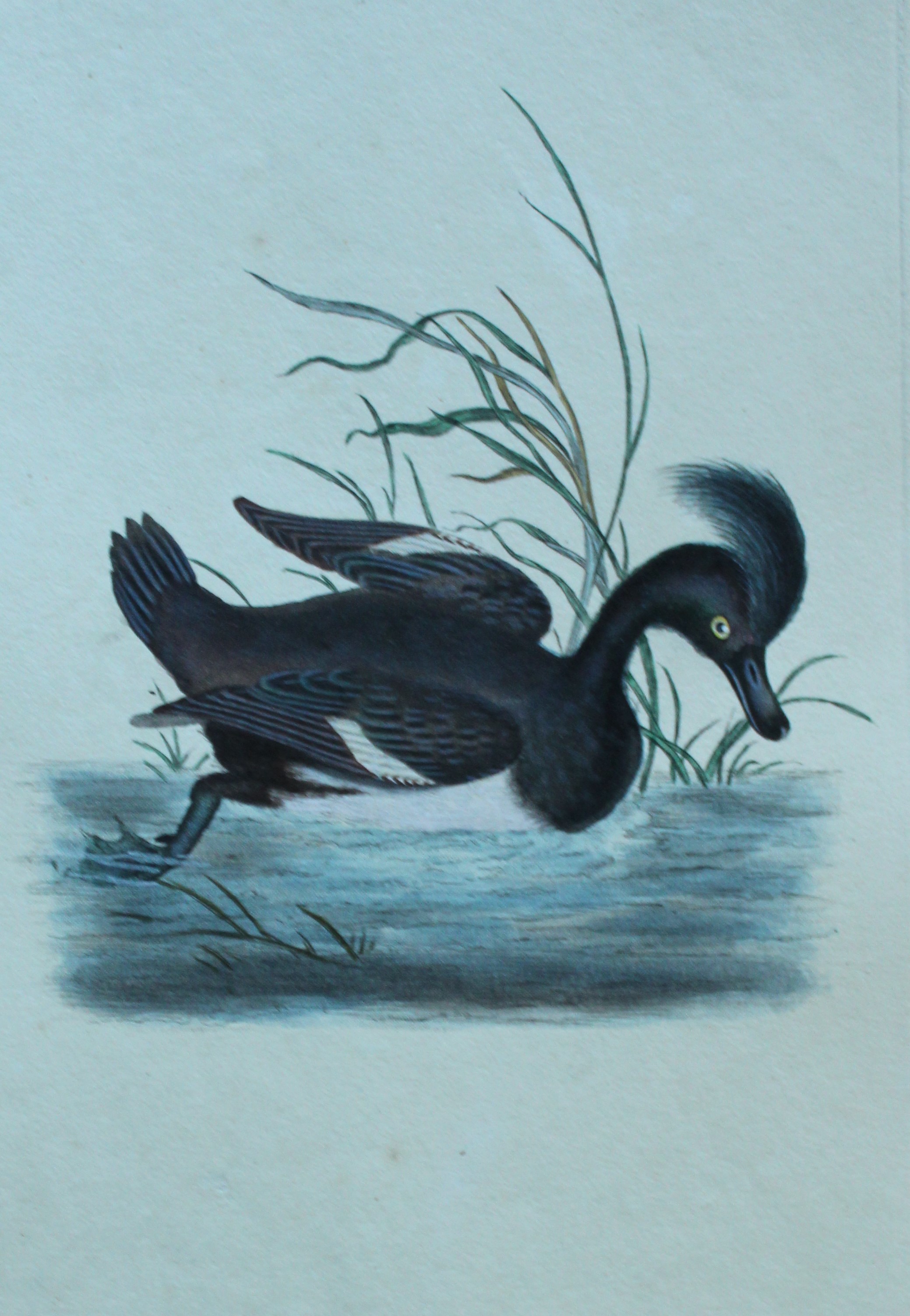 Edward Donovan - Hand-coloured engraving of Tufted Duck  1794