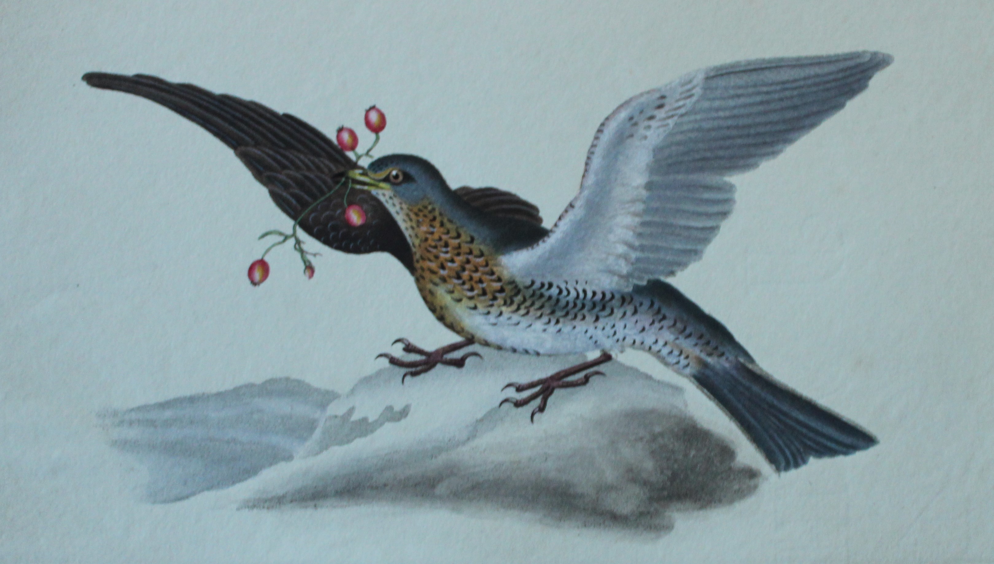 Edward Donovan - Hand-coloured engraving of Fieldfare 1794