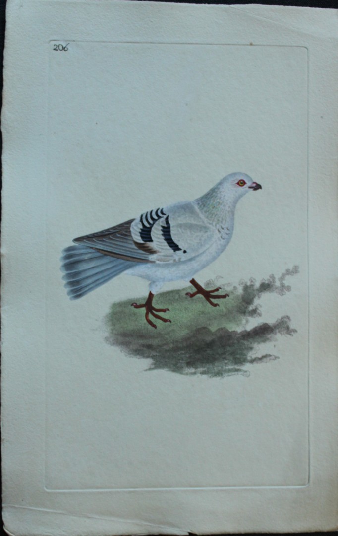 Edward Donovan - Hand-coloured engraving of Silver Tumbler 1794
