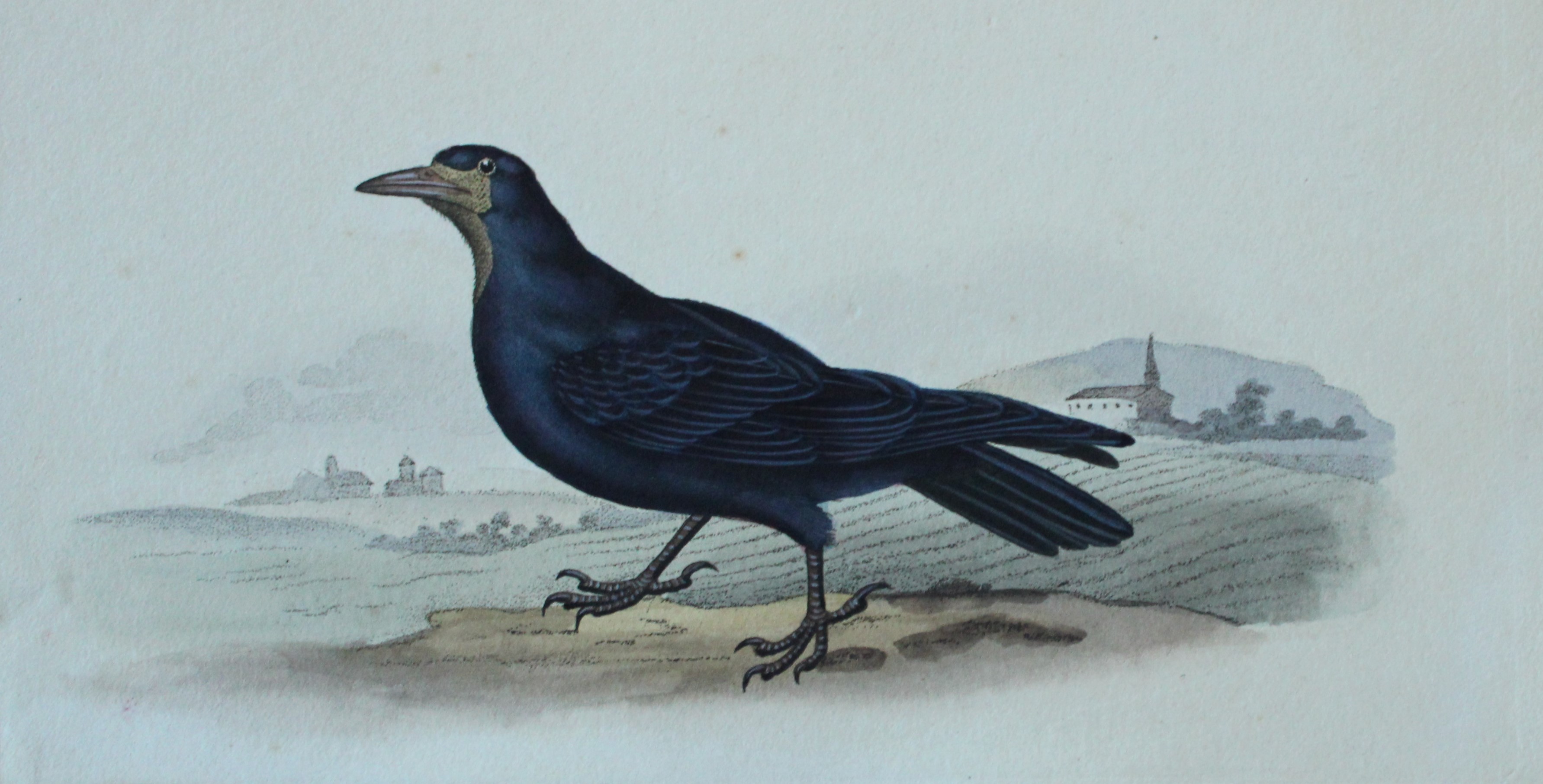 Edward Donovan - Hand-coloured engraving of Rook 1794