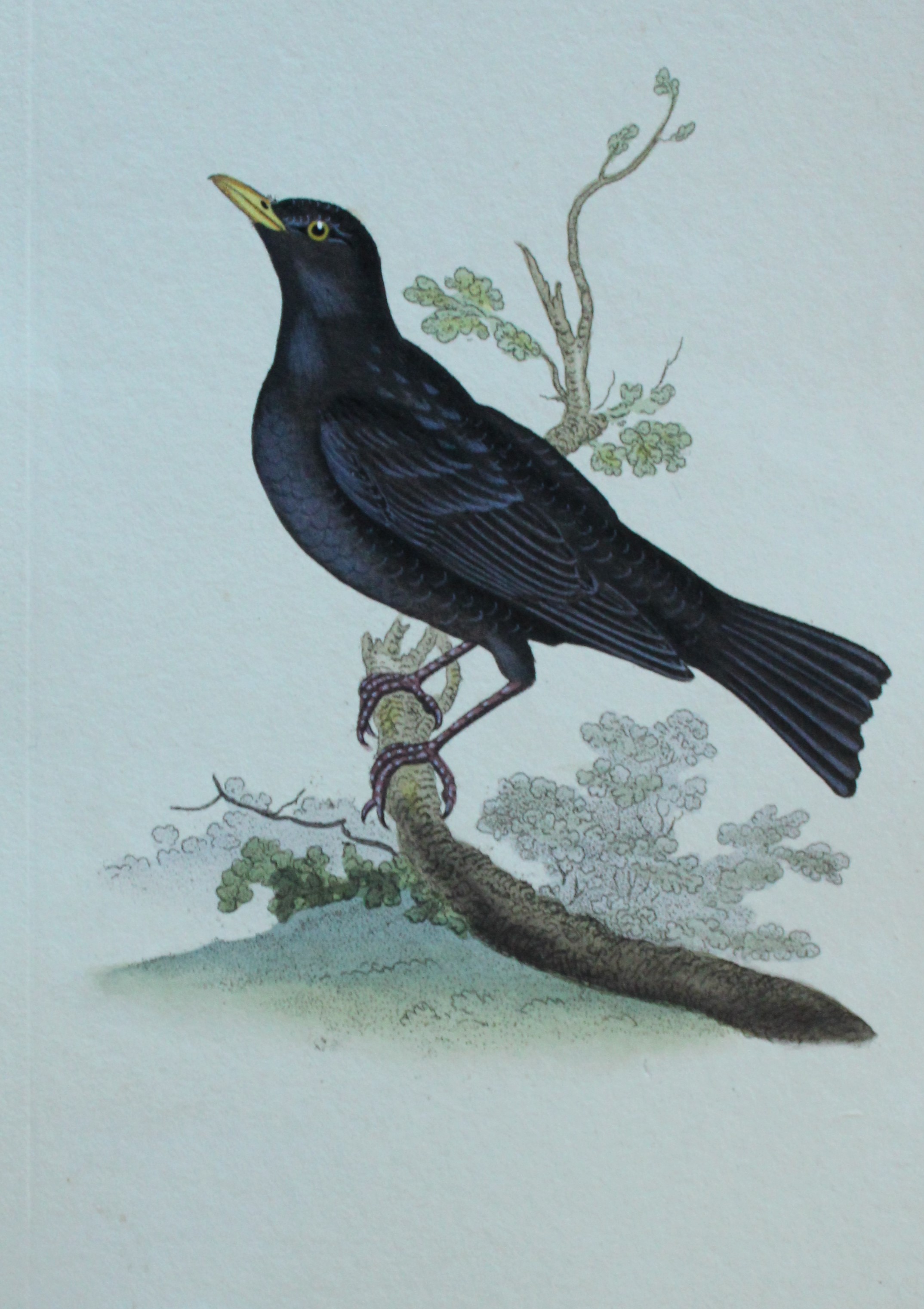 Edward Donovan - Hand-coloured engraving of Blackbird 1794