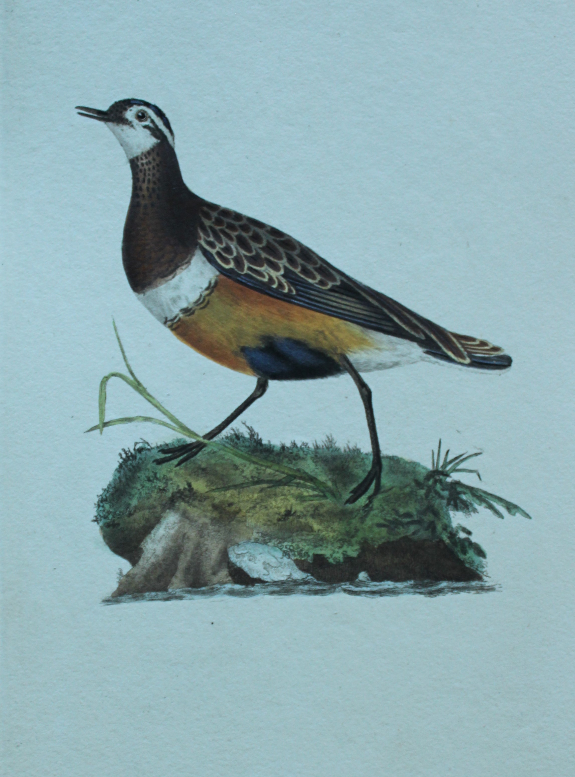 Edward Donovan - Hand-coloured engraving of Dotterel 1794