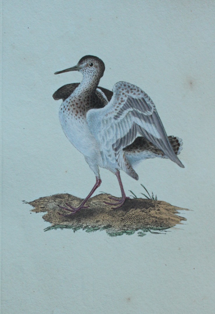 Edward Donovan - Hand-coloured engraving of Common Sandpiper 1794