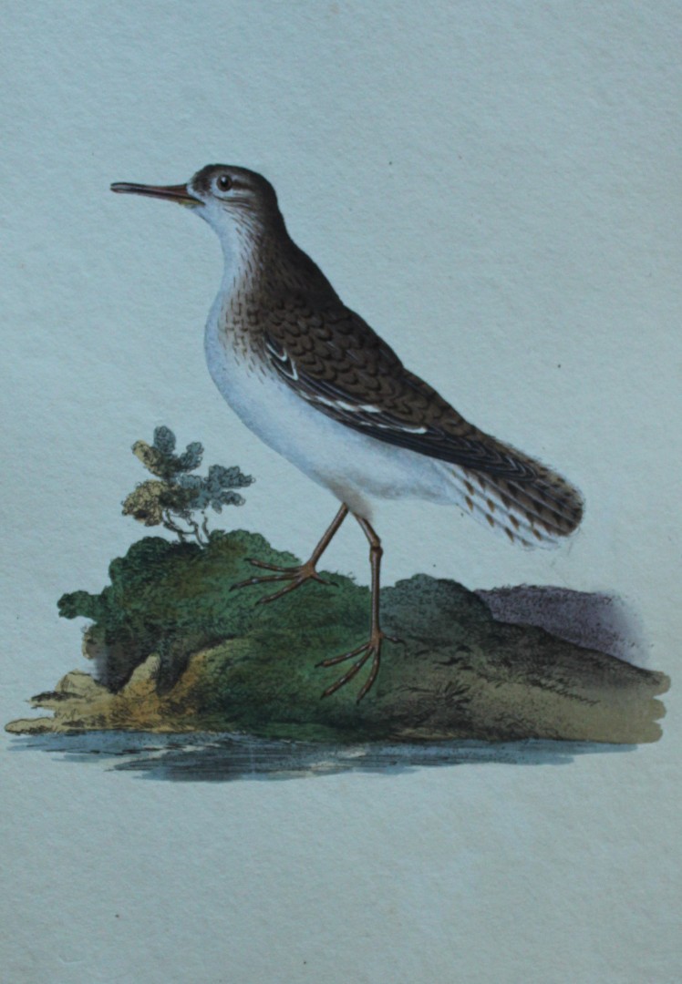 Edward Donovan - Hand-coloured engraving of Spotted Sandpiper 1794