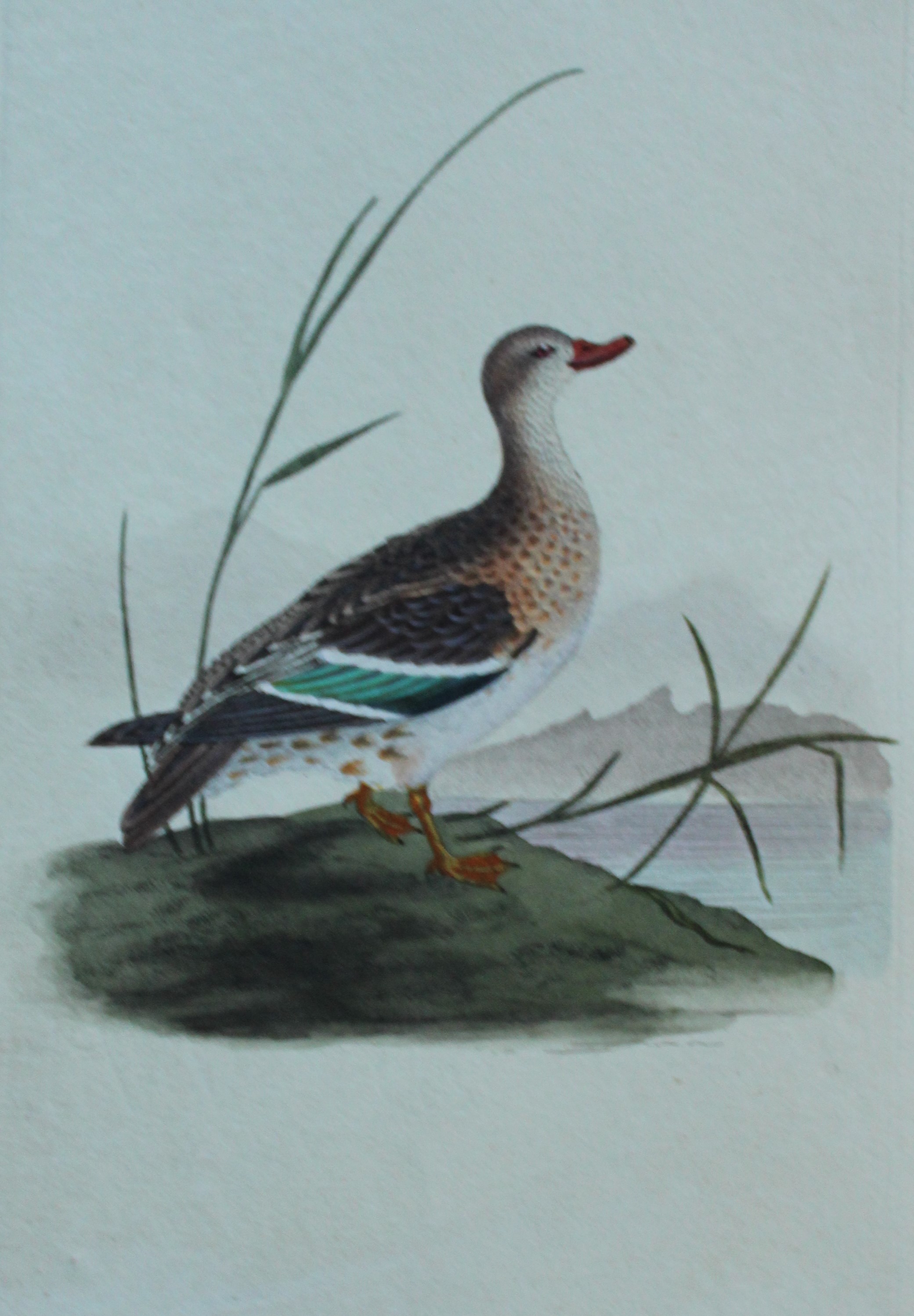 Edward Donovan - Hand-coloured engraving of Teal, female 1794