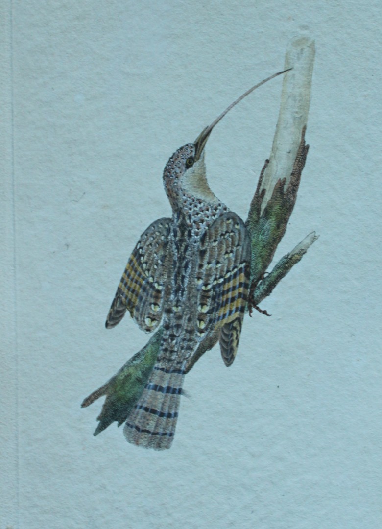 Edward Donovan - Hand-coloured engraving of Common Wryneck 1794