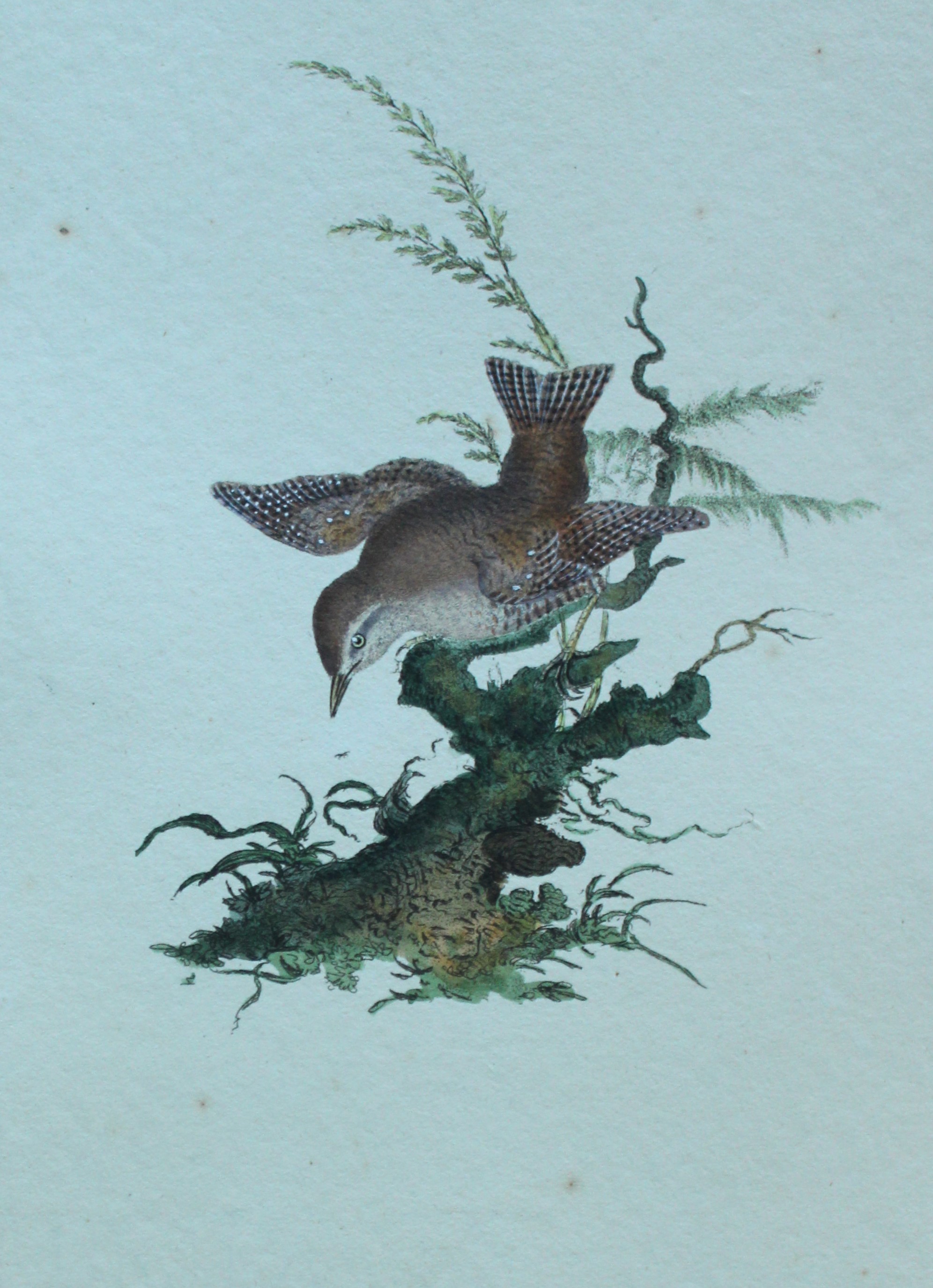Edward Donovan - Hand-coloured engraving of Wren 1794