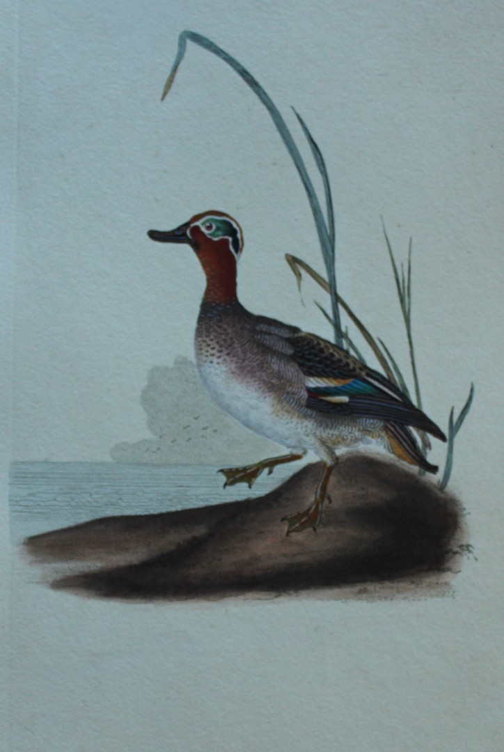 Edward Donovan - Hand-coloured engraving of Teal, male 1794