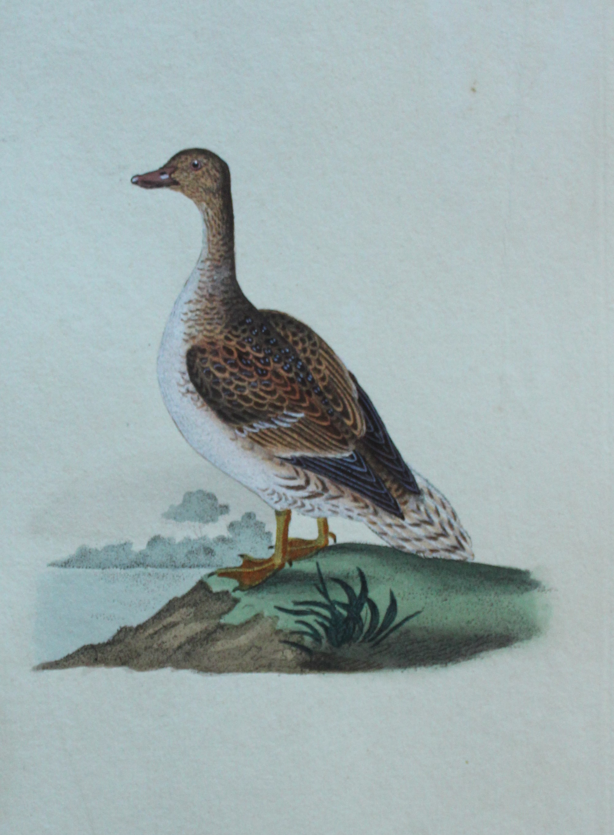 Edward Donovan - Hand-coloured engraving of Common Teal, Male 1794