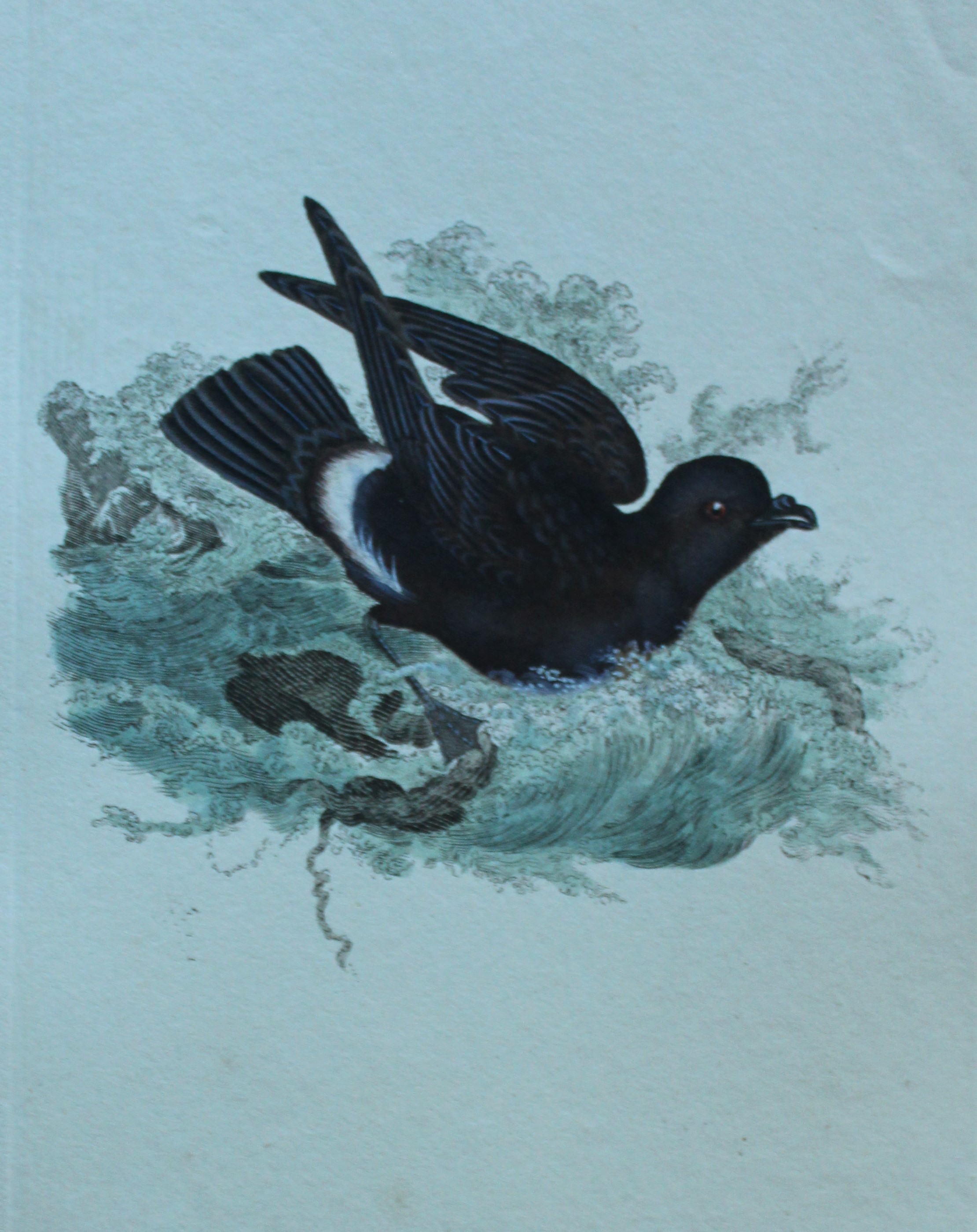 Edward Donovan - Hand-coloured engraving of Stormy Petrel 1794
