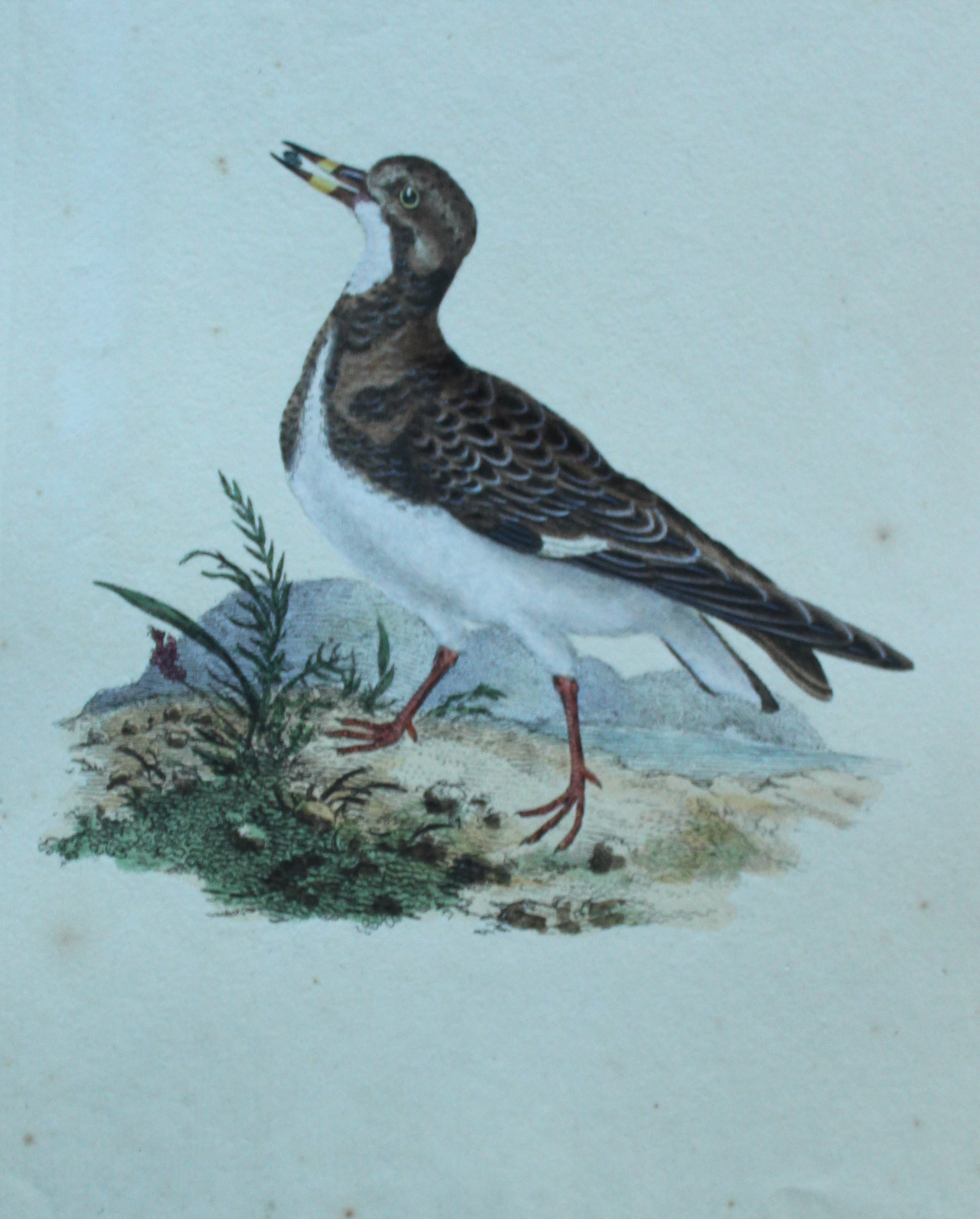 Edward Donovan - Hand-coloured engraving of Turnstone 1794
