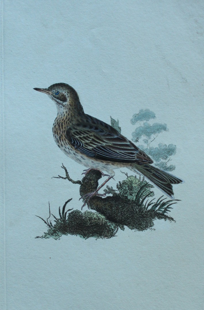 Edward Donovan - Hand-coloured engraving of Field Lark 1794