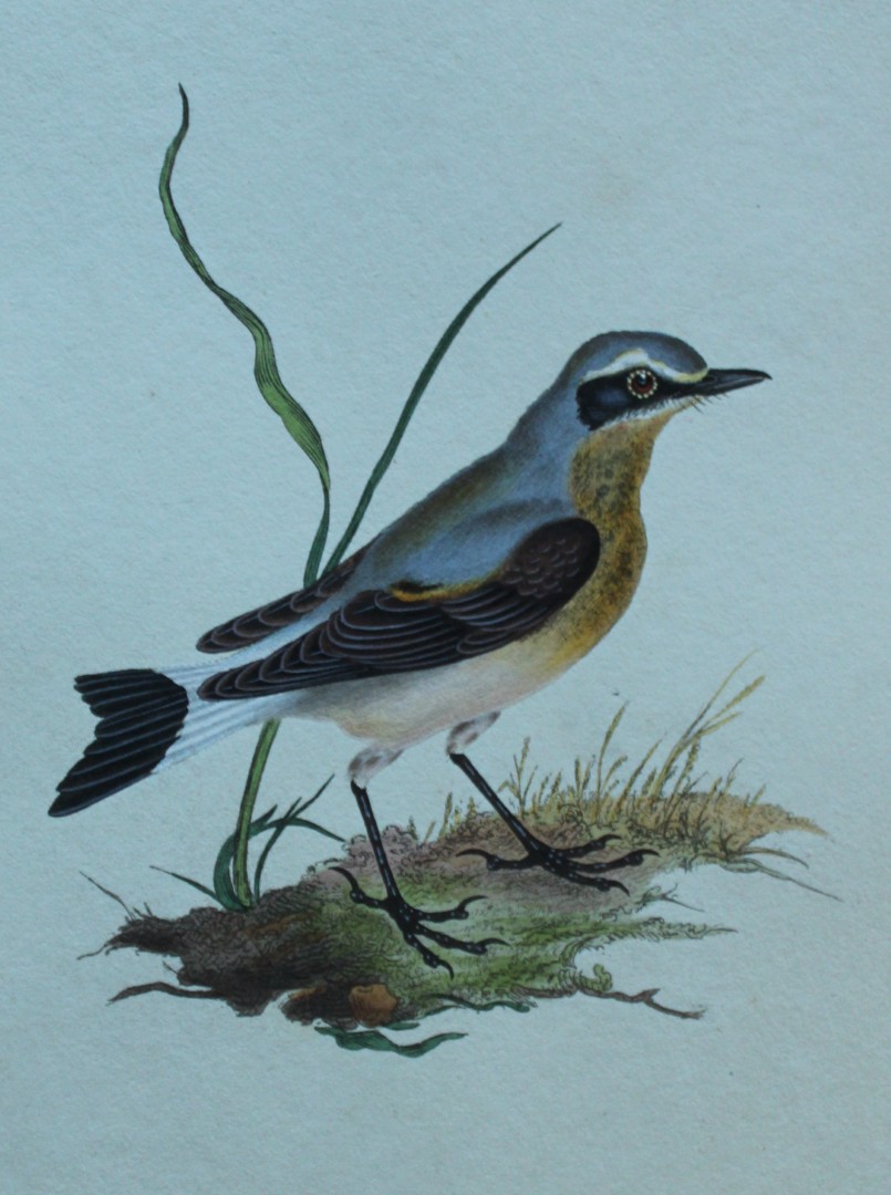 Edward Donovan - Hand-coloured engraving of Wheatear 1794