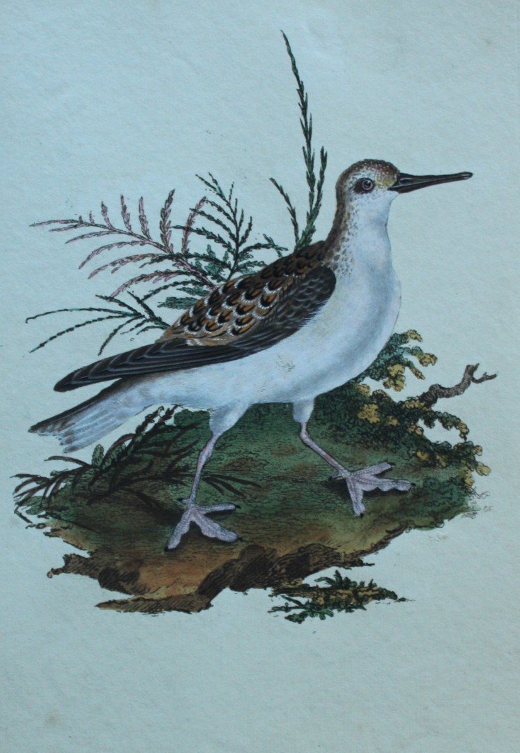 Edward Donovan - Hand-coloured engraving of Red Phalarope 1794