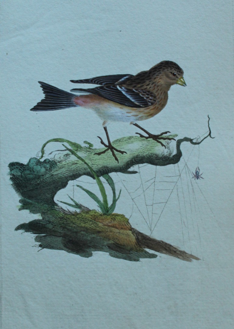 Edward Donovan - Hand-coloured engraving of Twite 1794