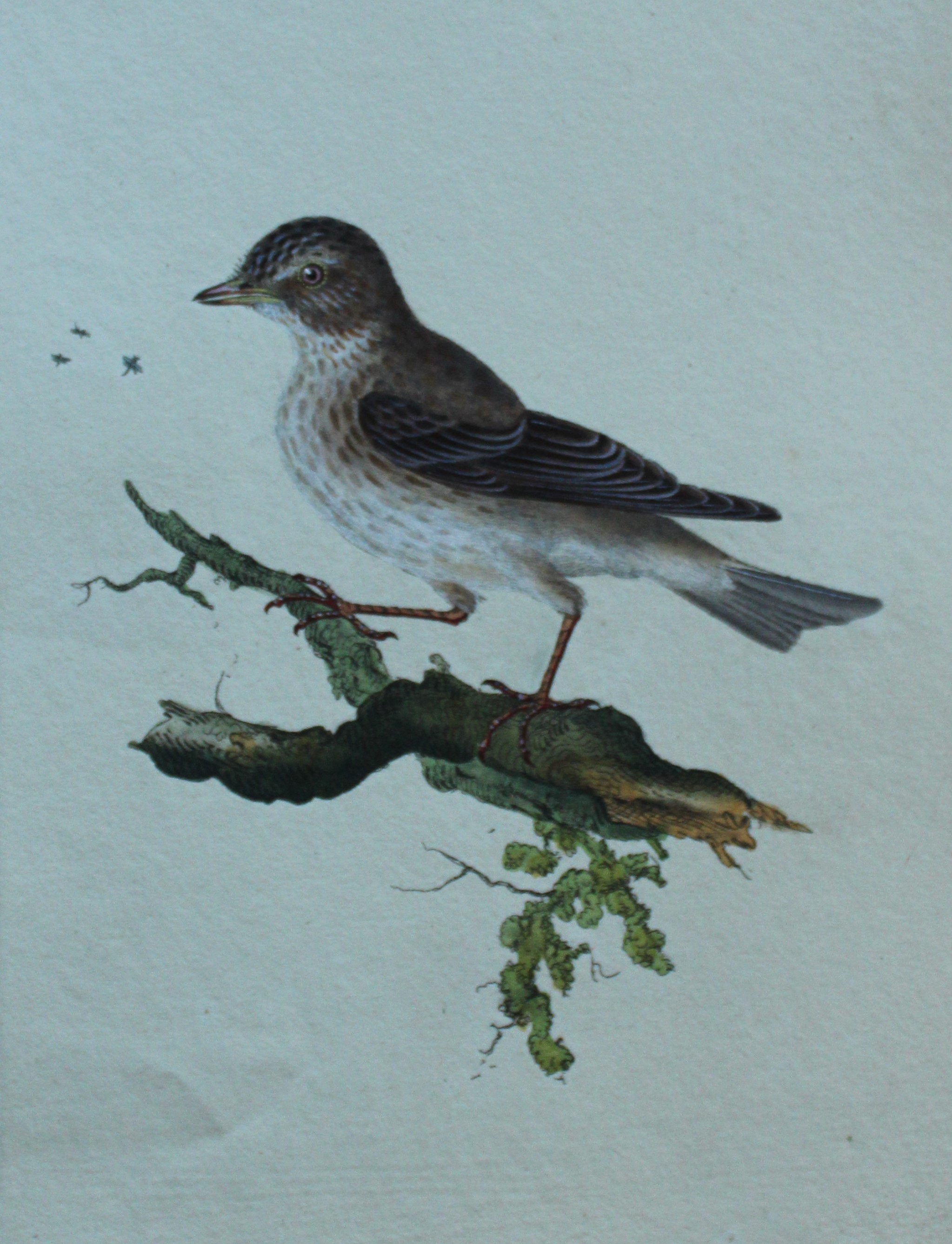 Edward Donovan - Hand-coloured engraving of Spotted Fly Catcher 1794
