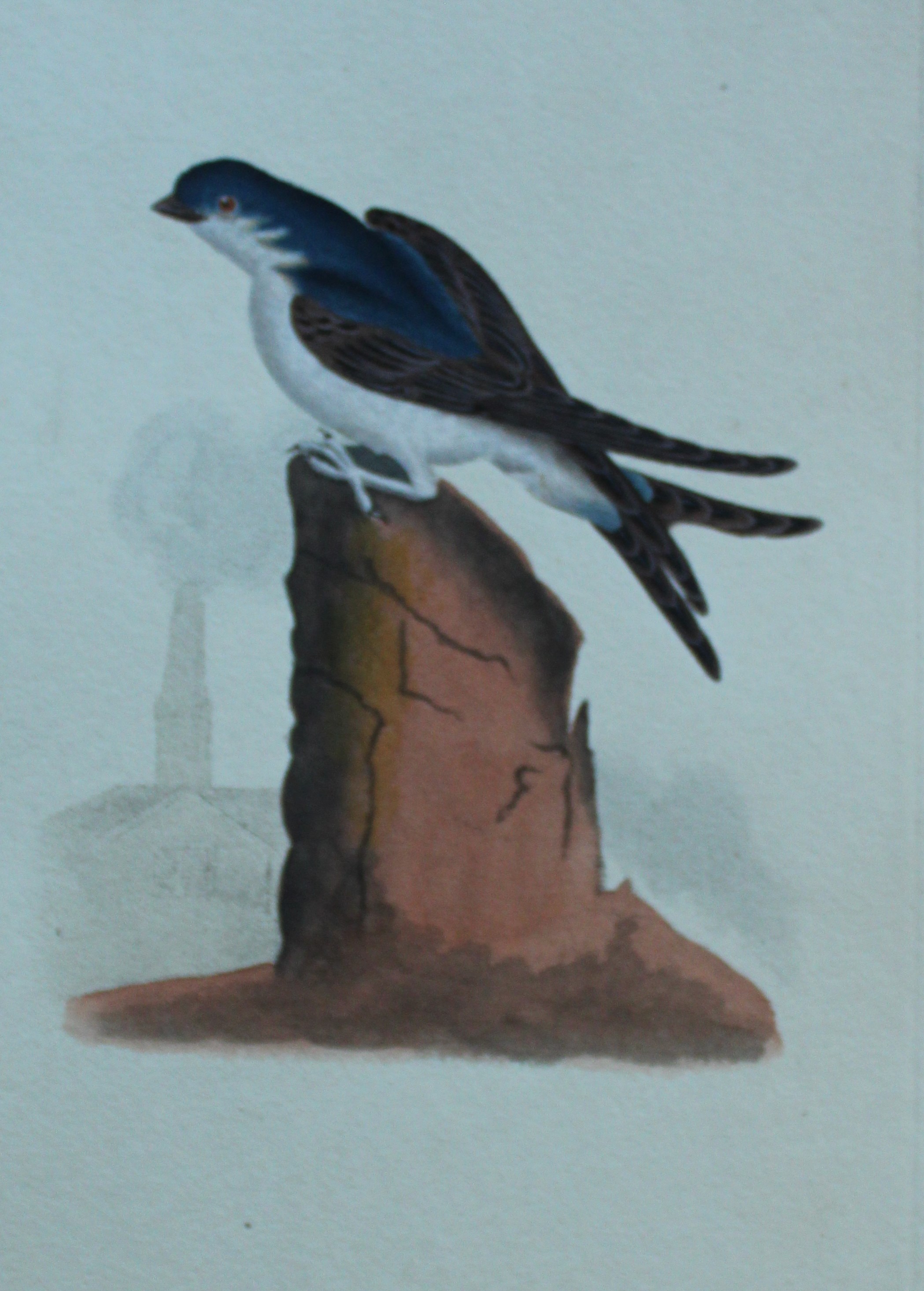 Edward Donovan - Hand-coloured engraving of House Martin 1794