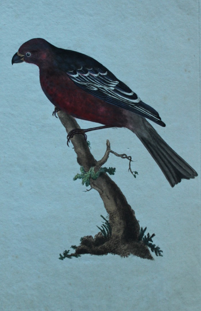 Edward Donovan - Hand-coloured engraving of Pine Grosbeak 1794