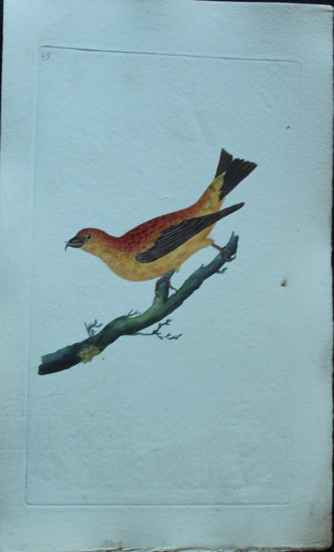 Edward Donovan - Hand-coloured engraving of Common Crossbill 1794