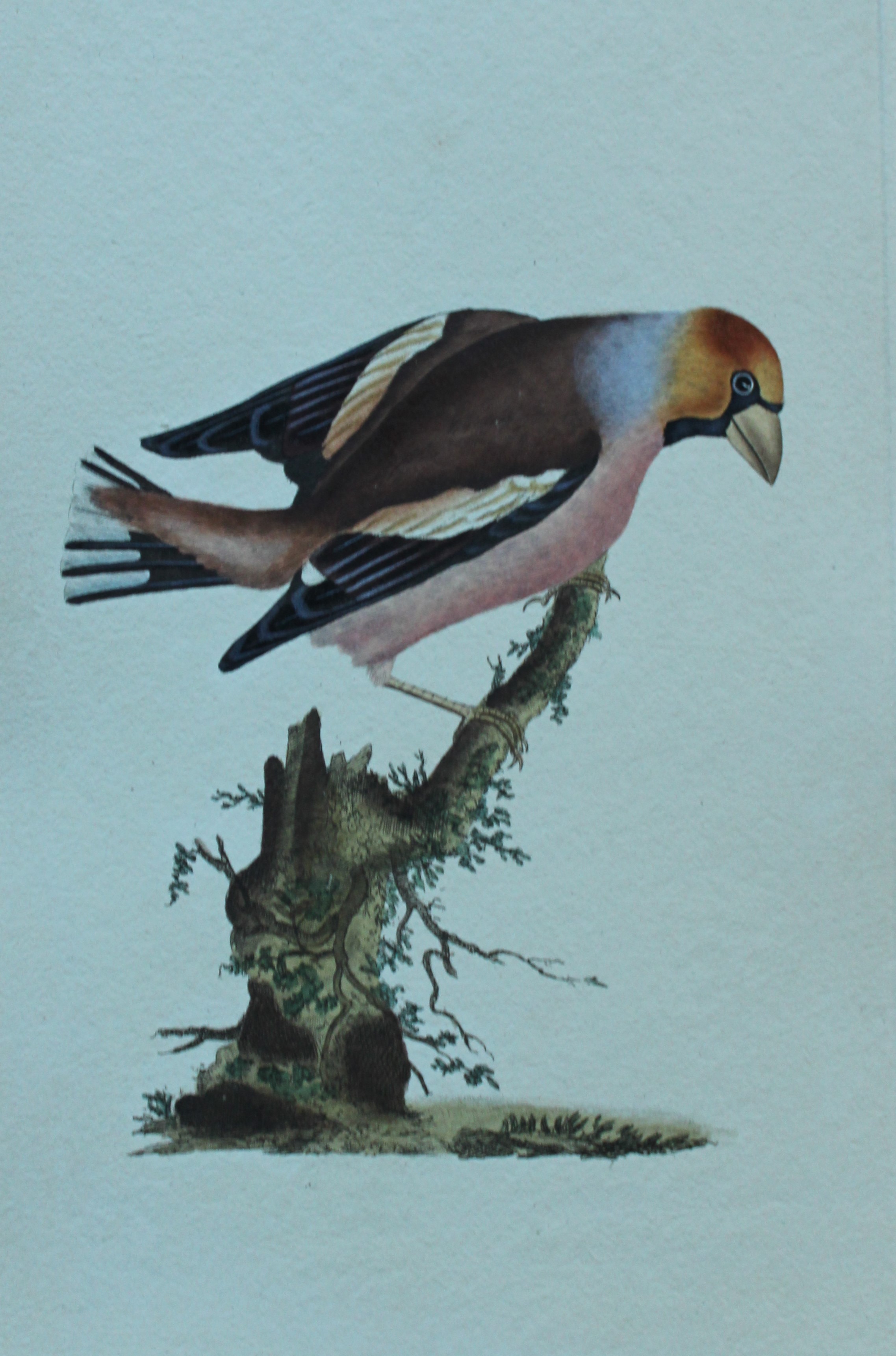 Edward Donovan - Hand-coloured engraving of Haw Grosbeak 1794
