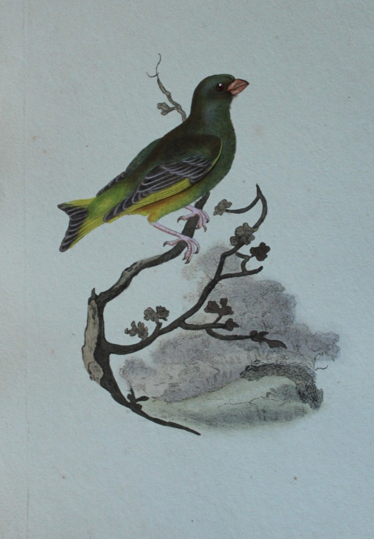 Edward Donovan - Hand-coloured engraving of Greenfinch 1794