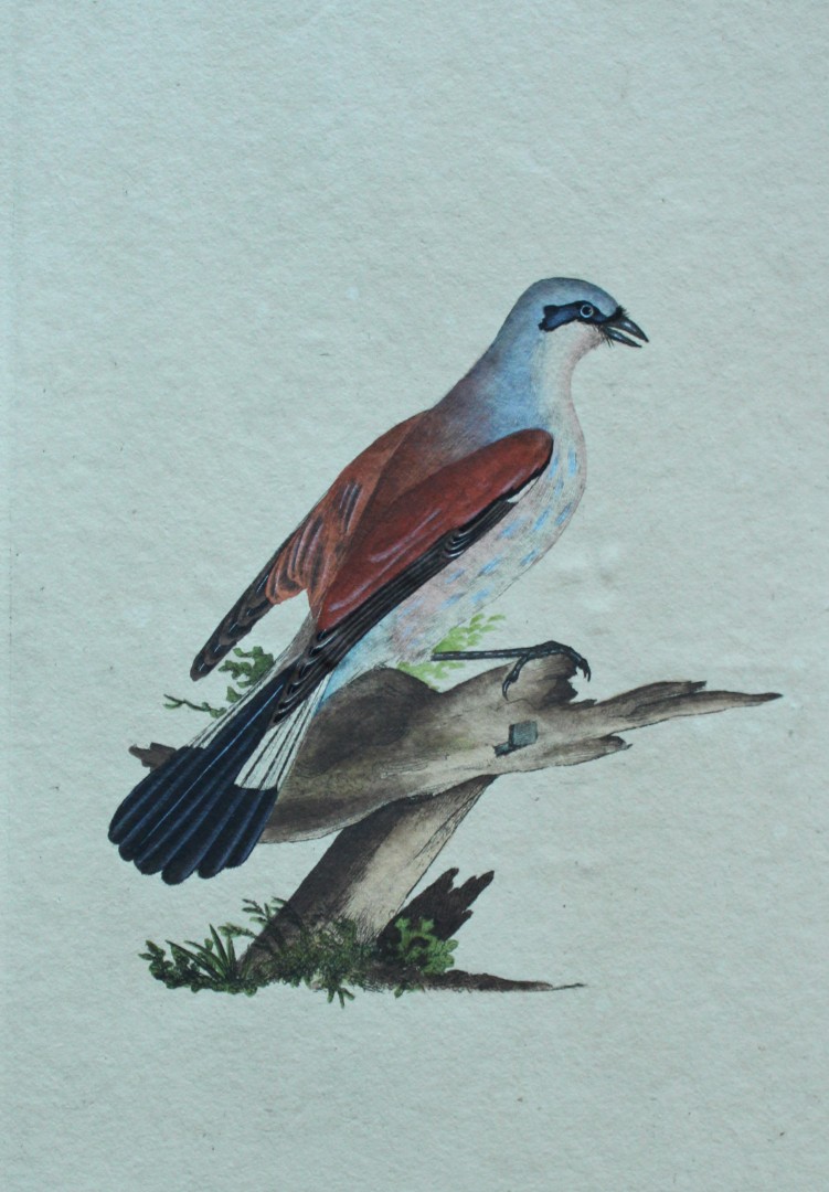 Edward Donovan - Hand-coloured engraving of Red-backed Shrike, male 1794