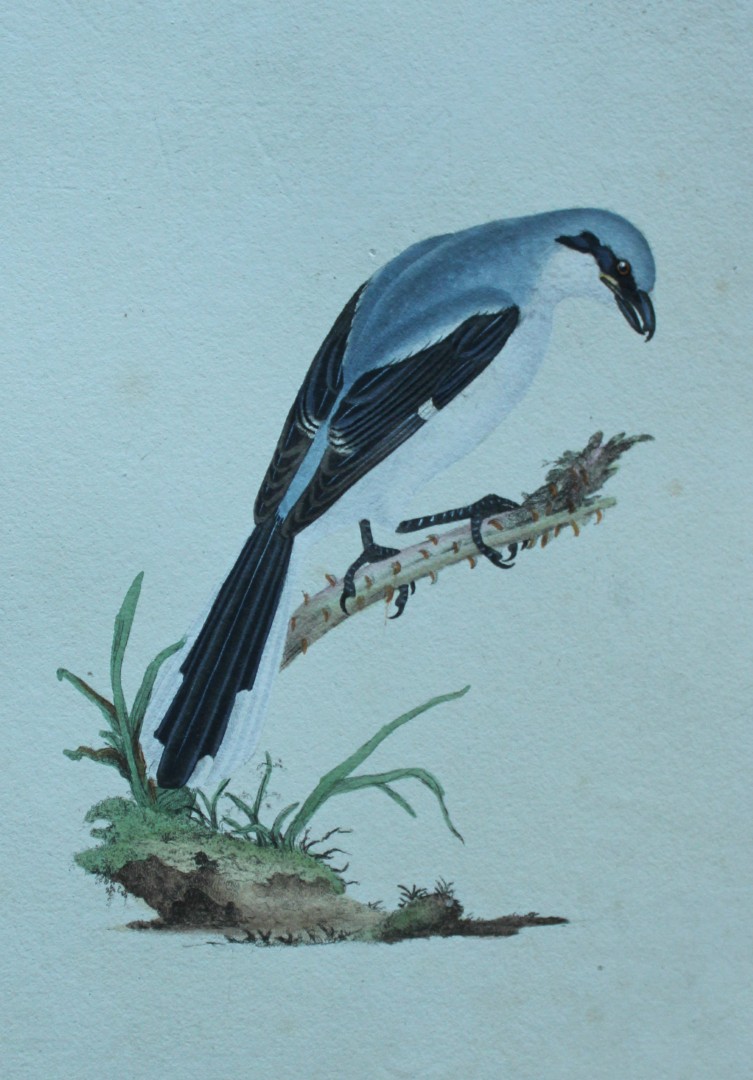 Edward Donovan - Hand-coloured engraving of Great Shrike, male  1794