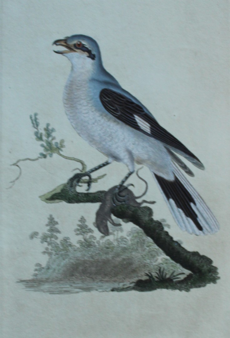 Edward Donovan - Hand-coloured engraving of Great Shrike, female  1794